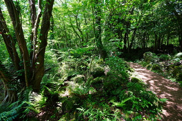 old spring path through mossy rocks and trees