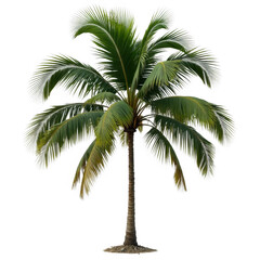 Isolated palm tree on transparent background lush green foliage and tropical summer vibes