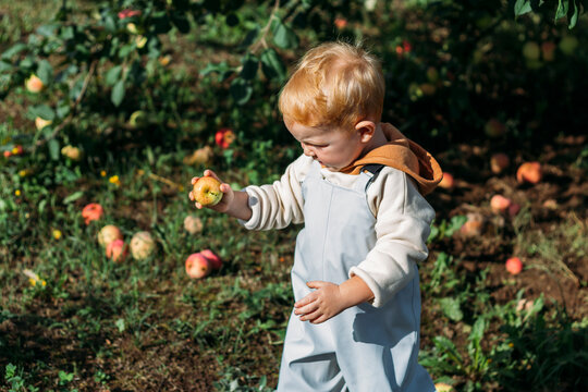 A little red-haired boy collects ripe apples under an apple tree on a sunny autumn day - Powered by Adobe