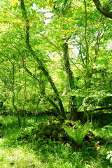 fresh green forest in the delightful sunlight