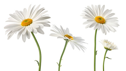 Fototapeta premium white beautiful daisy flowers collection isolated on transparent background