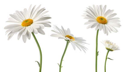 white beautiful daisy flowers collection isolated on transparent background