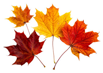 Colorful autumn leaves on transparent background