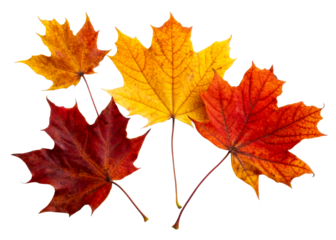 Colorful autumn leaves on transparent background