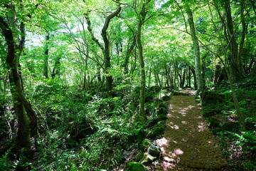 old spring path through mossy rocks and trees