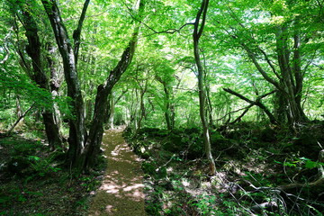 old spring path through mossy rocks and trees