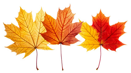 Colorful autumn leaves on a transparent background