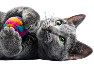 Playful Russian Blue Cat Lying on Back with Toy Mouse in Paws, Angled Side View, Isolated on Transparent Background