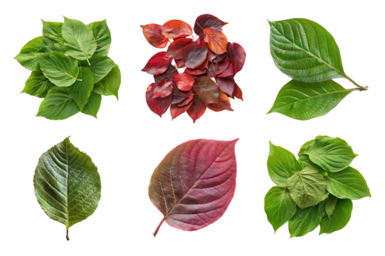 Isolated Collection of Green and Red Leaves on Transparent Backgrounds