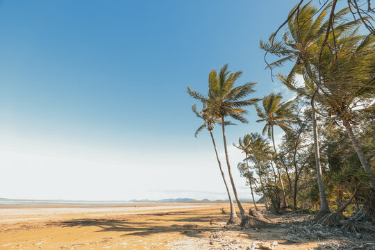 Coconut palms with exposed root systems growing along north Queensland beach