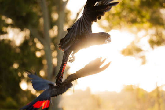 Pair of red tailed black cockatoo birds flying together at sunset