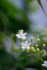 A beautiful macro photograph of delicate tiny white flowers blooming on a stem. The image features fresh blossoms and small green buds against a soft, out-of-focus natural green background, creating a