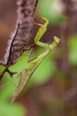 High-resolution macro image showing a green praying mantis perched on withered brown blossoms, with water droplets on its body highlighting the fascinating details and resilience of this predatory 