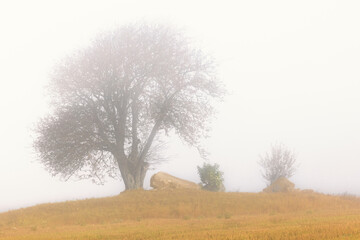 Old passage grave by a single tree on a hill a foggy autumn day
