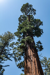 Fototapeta premium General Grant Grove, Kings Canyon National Park, The western slopes of the Sierra Nevada mountain range of California. Sequoiadendron giganteum (giant sequoia, giant redwood, Sierra redwood 