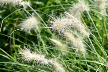 Obraz premium ぺニセタム・ヴィロサム 「銀狐」Feathertop