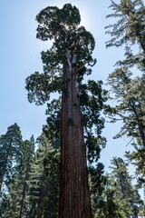 Fototapeta premium General Grant Grove, Kings Canyon National Park, he western slopes of the Sierra Nevada mountain range of California. Sequoiadendron giganteum (giant sequoia, giant redwood, Sierra redwood 