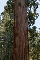 Obraz premium General Grant Grove, Kings Canyon National Park, he western slopes of the Sierra Nevada mountain range of California. Sequoiadendron giganteum (giant sequoia, giant redwood, Sierra redwood 
