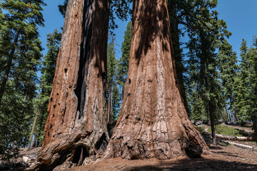 Obraz premium General Grant Grove, Kings Canyon National Park, he western slopes of the Sierra Nevada mountain range of California. Sequoiadendron giganteum (giant sequoia, giant redwood, Sierra redwood 