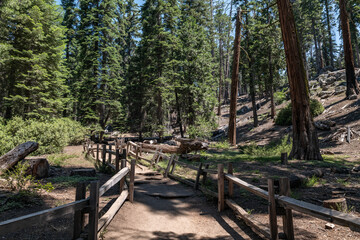 General Grant Grove, Kings Canyon National Park, he western slopes of the Sierra Nevada mountain range of California.
