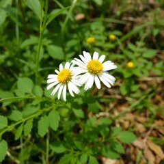 Obraz premium White daisy flower blooming in natural garden environment