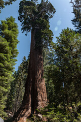 General Grant Grove, Kings Canyon National Park, he western slopes of the Sierra Nevada mountain range of California. Sequoiadendron giganteum (giant sequoia, giant redwood, Sierra redwood 