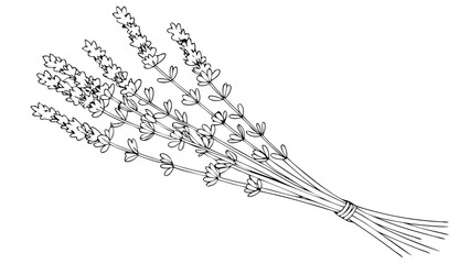 Illustration of a bundle of lavender flowers with stems tied together in a simple line drawing style © VECTORIXX
