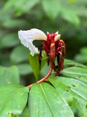 Macro shot of a vibrant wildflower with red and white blossoms and large green leaves, captured in natural light in a tropical forest setting.