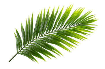 Obraz premium A vibrant green palm leaf isolated on white background, with detailed and sharp edges.