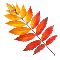 Fototapeta premium Autumnal Rowan Leaf with Vibrant Colors on Transparent Background in Close Up