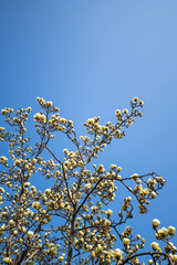 Cherry blossoms in spring in a Chinese temple