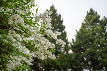 Cherry blossoms in spring in a Chinese temple