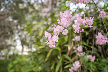 Cherry blossoms in spring in a Chinese temple
