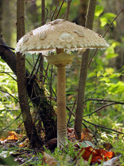 Close up of a large edible parasol mushroom (Macrolepiota procera) with movable ring, snakeskin pattern stem, scaly cap and white gills growing in a natural woodland environment. Partially opened cap.