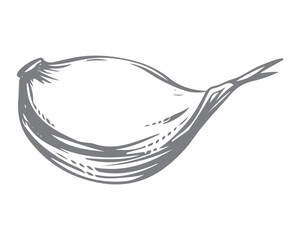 Vector sketch of a garlic clove, hand drawn. Garlic in engraving style. Detailed drawing of a fragrant seasoning. Farmer's market product. Great for menu, label, badge.