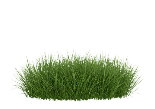 A lush clump of green grass isolated on a transparent background