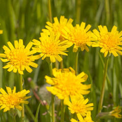 A clearing of bright yellow flowers in a green meadow