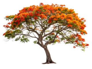 Bright orange flowering tree in bloom