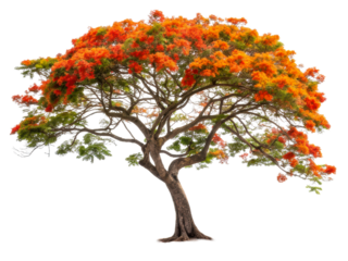 Bright orange flowering tree in bloom