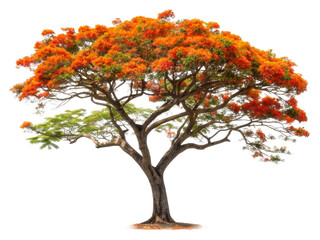 Vibrant orange tree with lush green leaves