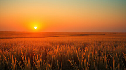 Fototapeta premium Vast wheat plains basking in the golden morning sunlight under a serene and cloudless sky