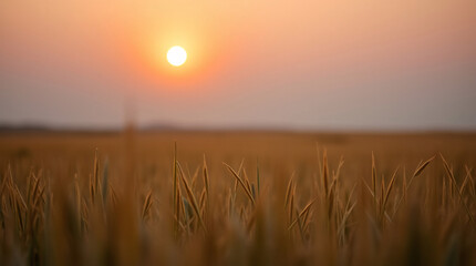 Fototapeta premium Wheat fields fading into the horizon under soft pastel sunset skies