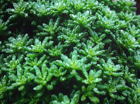 &ldquo;A vibrant cluster of green sedum succulents, glistening with raindrops after days of rain. Edited entirely on iPhone 7 Plus. Symbolizing resilience, fresh energy, and nature&rsquo;s revival after storm.