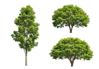 Obraz premium Three green trees with lush foliage and healthy trunks, isolated on transparent background