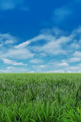 Green lawn and blue sky image