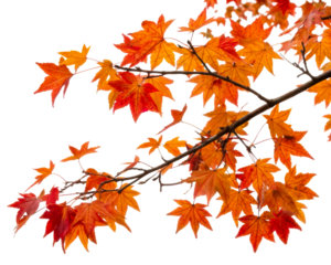 Colorful autumn leaves on a branch against white