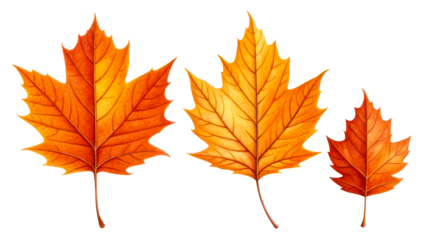 Colorful autumn leaves in vibrant orange hues