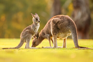 Eastern Grey Kangaroos baby joey and mother Standing on a Grassy Hill at Sunset in Healesville, Victoria, Australia