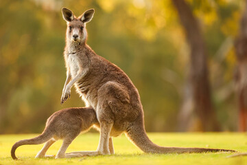 Eastern Grey Kangaroos baby joey pokes it's head into it's mothers pouch Standing on a Grassy Hill at Sunset in Healesville, Victoria, Australia