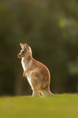 Young Joey Eastern Grey Kangaroo standing on a Hill at Sunset in Healesville, Victoria, Australia